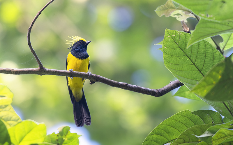 Sultan Tit (Melanochlora sultanea) at Cuc Phuong Birding Trails - Northern Vietnam. Photo by: Phuc Le - Vietnam Bird Photography Tours - Vietbirdphototours.com